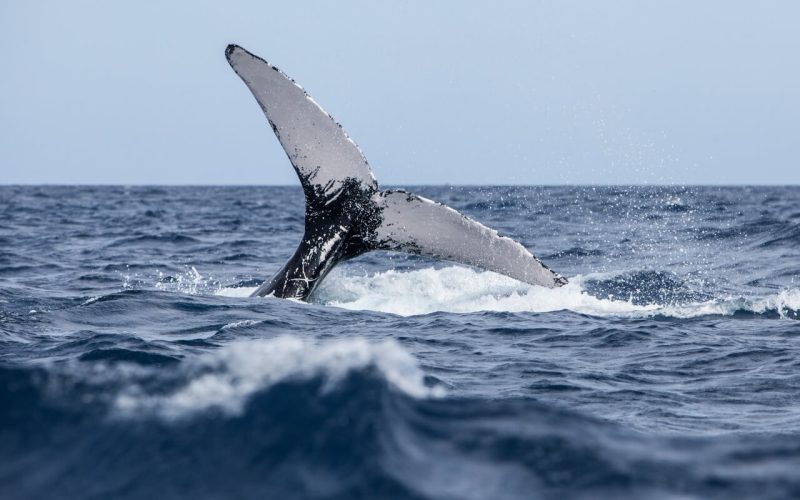 Queue d'une baleine à bosse dans les eaux de l’océan non polluées par les bateaux